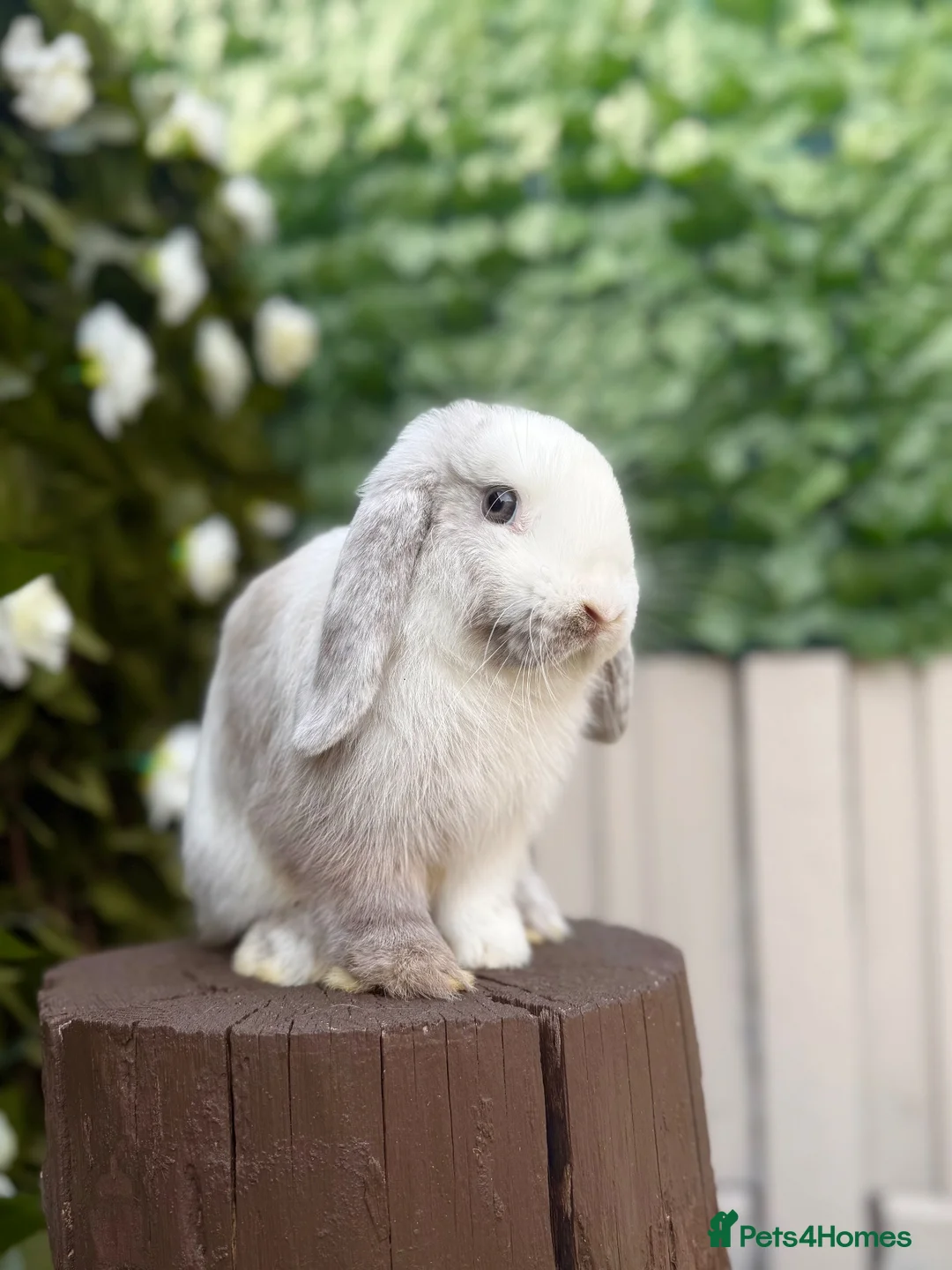Mini Lop rabbits for sale: Mini Lop Female Chocolate Magpie - Advert 1
