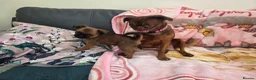 Griffon Bruxellois dogs for sale: Gorgeous griffs - Advert 10