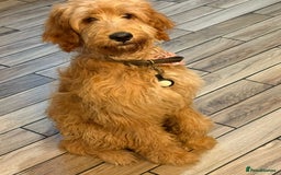 Irish Doodle dogs for sale: Red setter x poodle  - Image 1