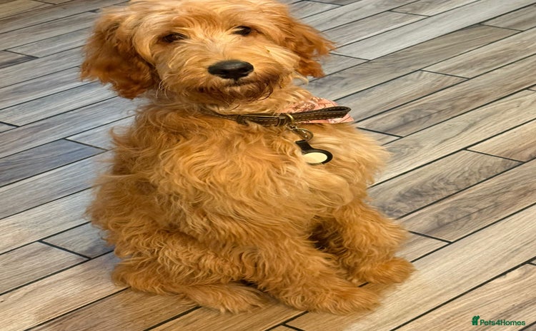 Irish Doodle dogs - Advert 1