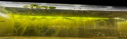 Other/Mixed Breed fish for sale: Mosaic Fan Tailed Guppies in Haverhill - Advert 2