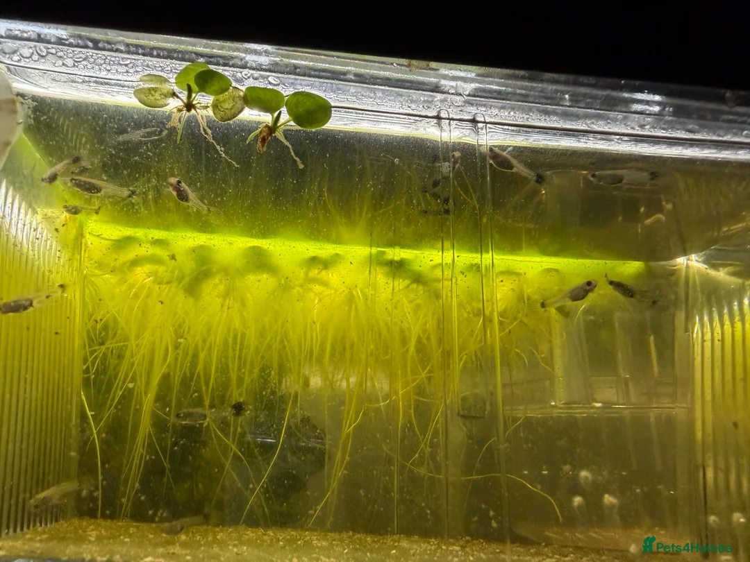Other/Mixed Breed fish for sale: Mosaic Fan Tailed Guppies in Haverhill - Advert 2