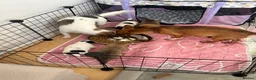 Jack Chi dogs for sale: Beautiful Jack x chi puppies - Advert 4