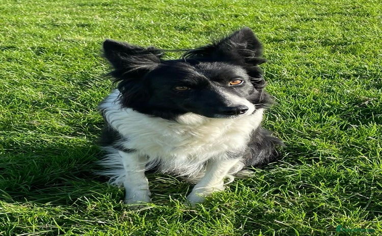 Border Collie dogs for sale - Advert 1