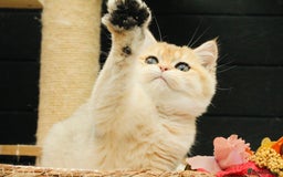 British Shorthair cats for sale: Gorgeous Golden Shaded girl - Image 3