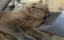 British Shorthair cats for sale: PURE BRITISH SHORTHAIR  - Image 2
