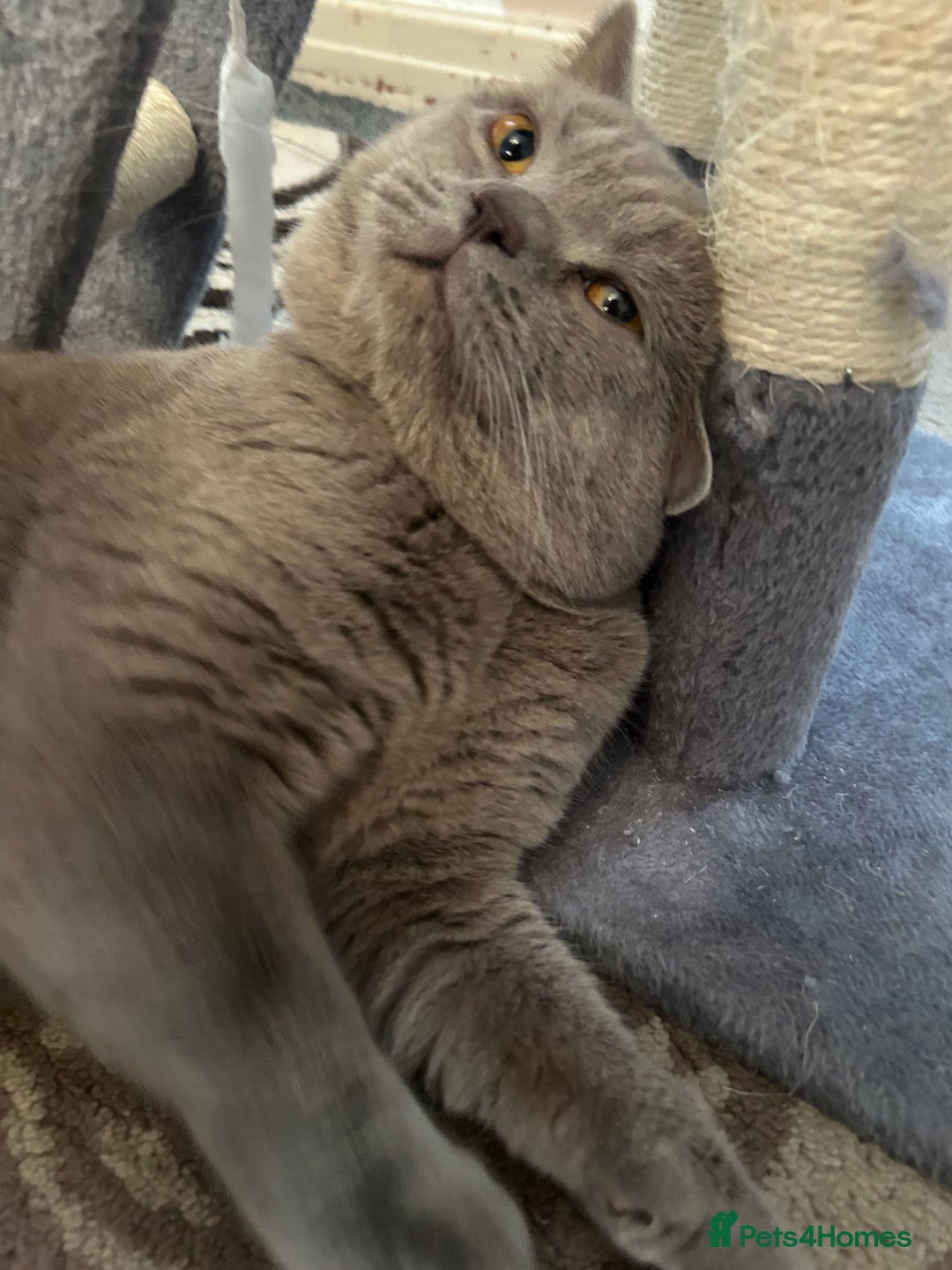 British Shorthair cats for sale: PURE BRITISH SHORTHAIR  - Image 2