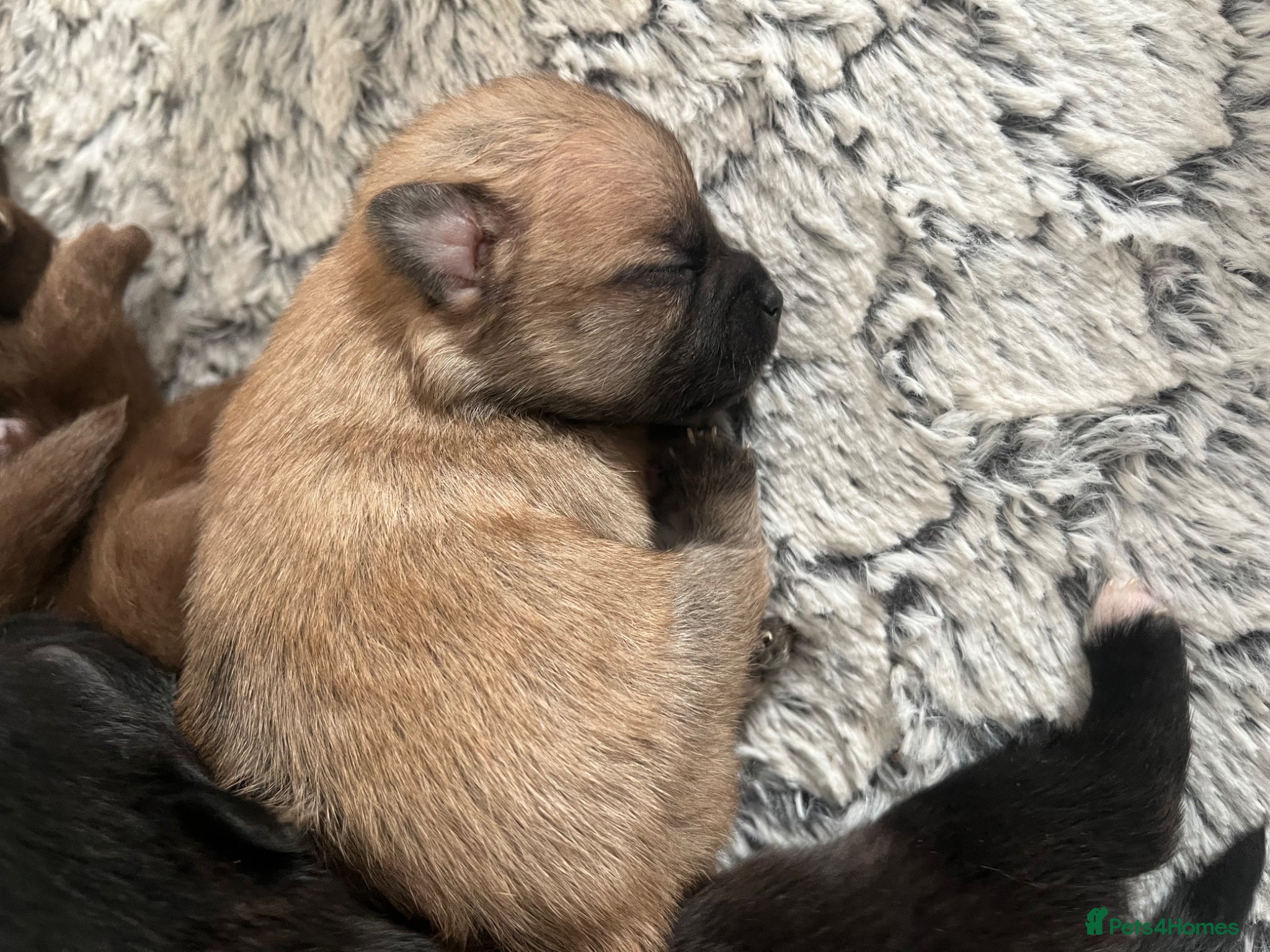 Pomchi dogs 🐶 Beautiful Pomchi pup – Waiting List Now Open 🐶 - Advert 9