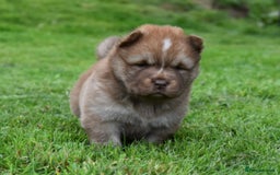 Siberian Husky dogs for sale: Beautiful Chowski puppies  - Image 13