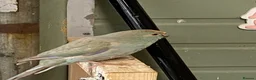 Parakeets birds for sale: Teal Kakariki male in Morpeth - Advert 2
