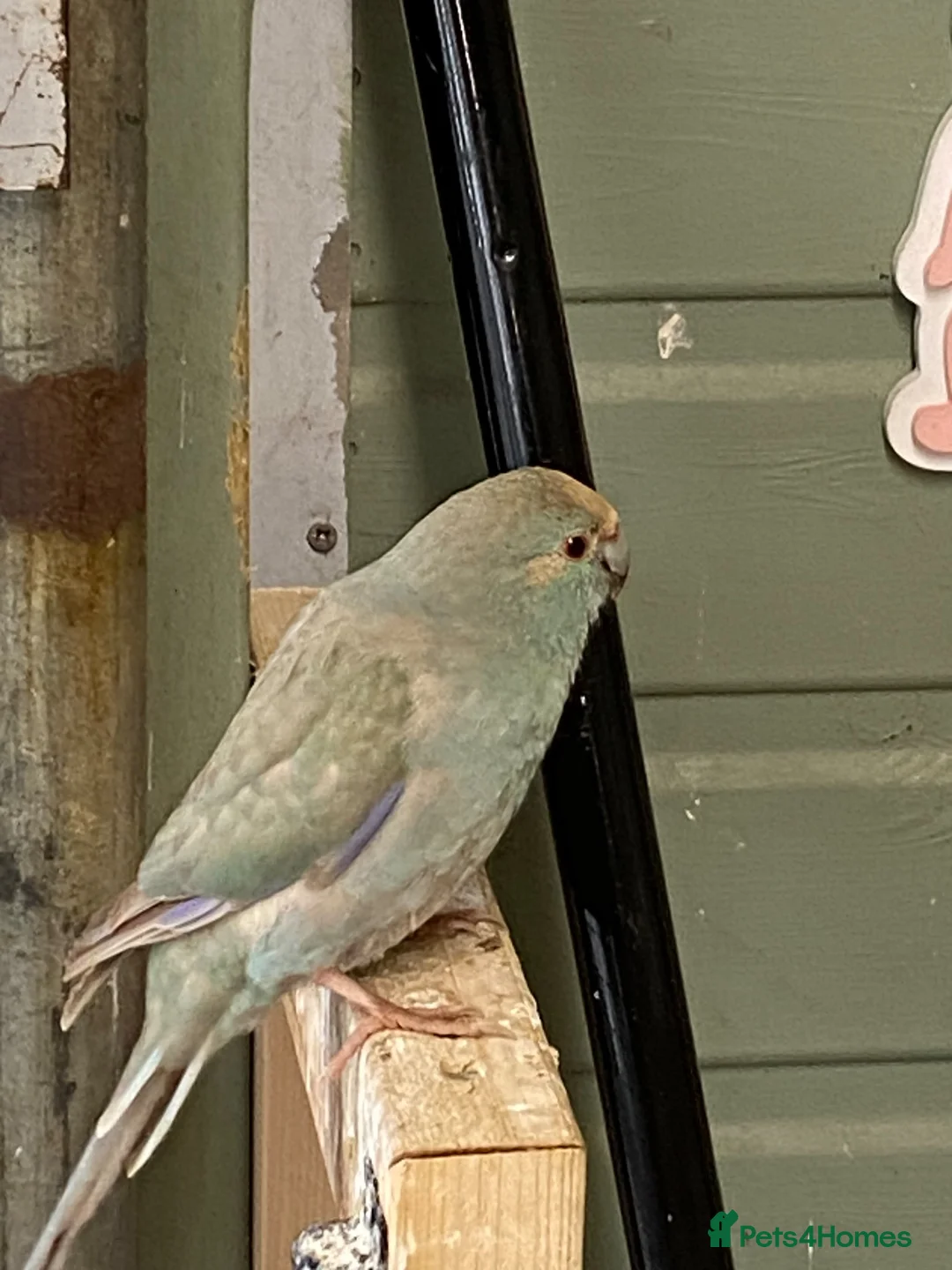 Parakeets birds for sale: Teal Kakariki male in Morpeth - Advert 2