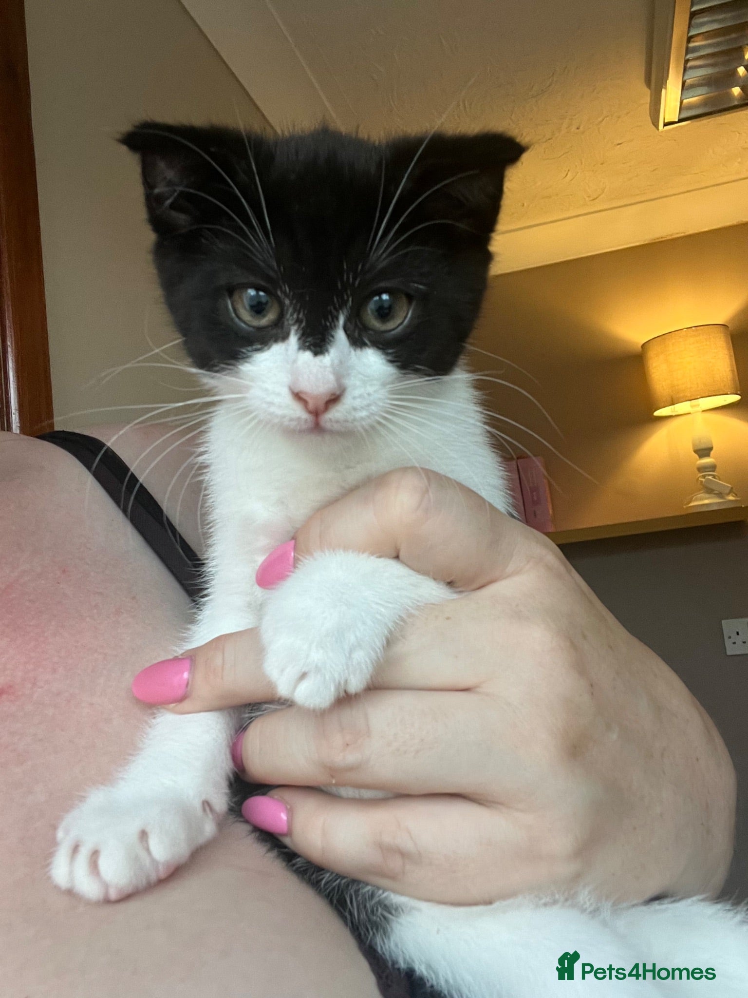Scottish Fold cats Last little girl ready to go now 💕 - Advert 5