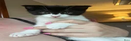 Scottish Fold cats for sale: Last little girl ready to go now 💕 - Advert 1