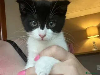 Scottish Fold cats Last little girl ready to go now 💕 - Advert 5