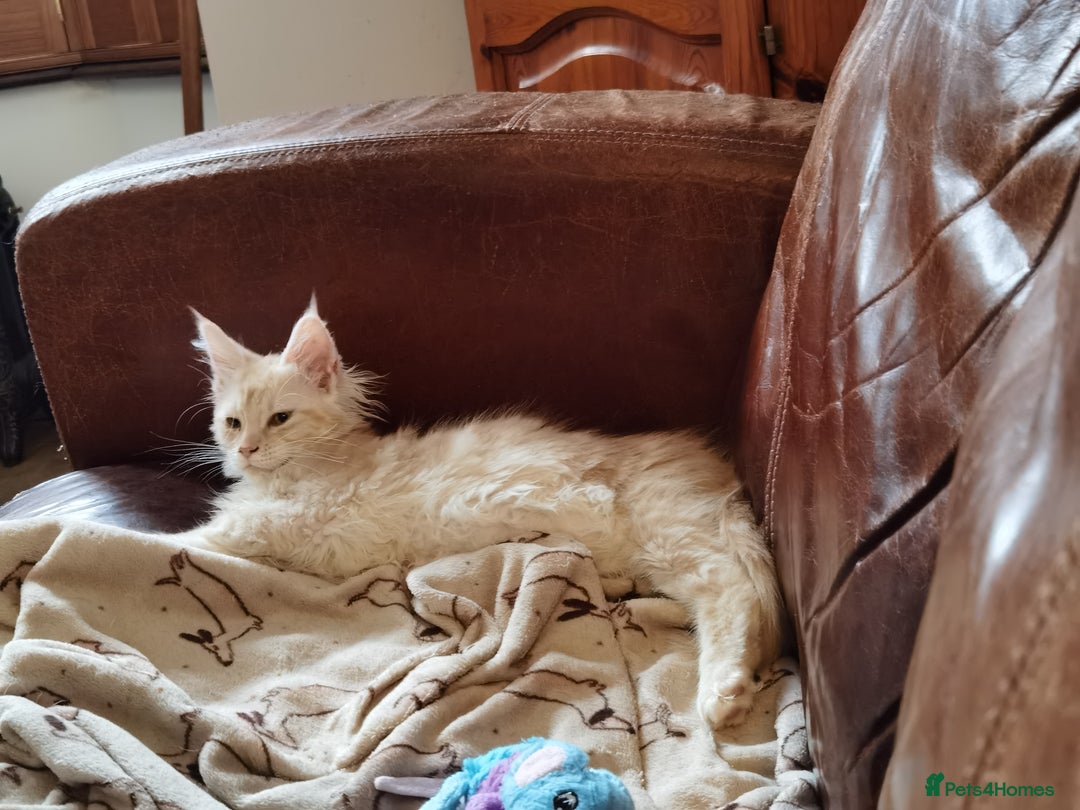 Maine Coon cats for sale: Three beautiful Maine Coon kittens - Advert 13