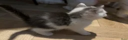 Mixed Breed cats for sale: Beautiful Kittens for sale in Reading - Advert 10