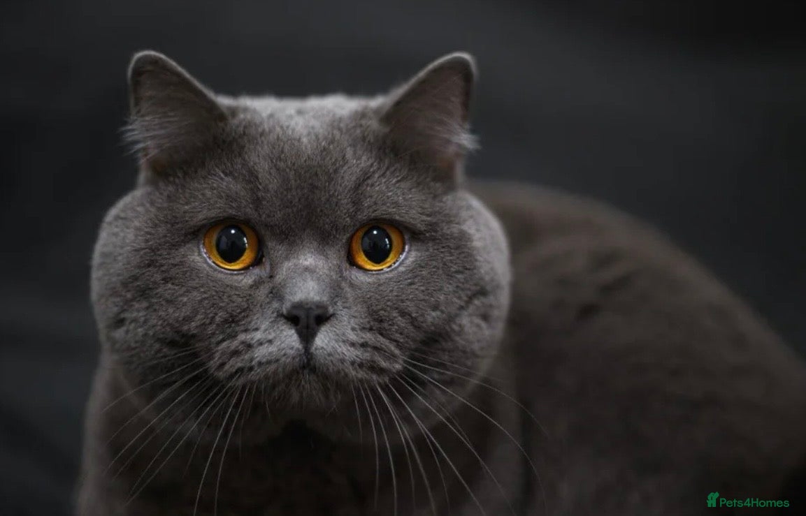 British Shorthair cats 5 beautiful British shorthair Kittens for sale  - Advert 2