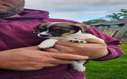 Mixed Breed dogs for sale: Gorgeous Jack Russell x Dachshund Puppies in Welshpool - Image 17