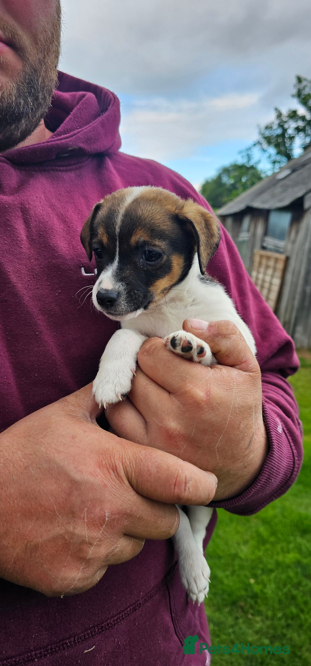 Mixed Breed dogs for sale: Gorgeous Jack Russell x Dachshund Puppies in Welshpool - Image 17