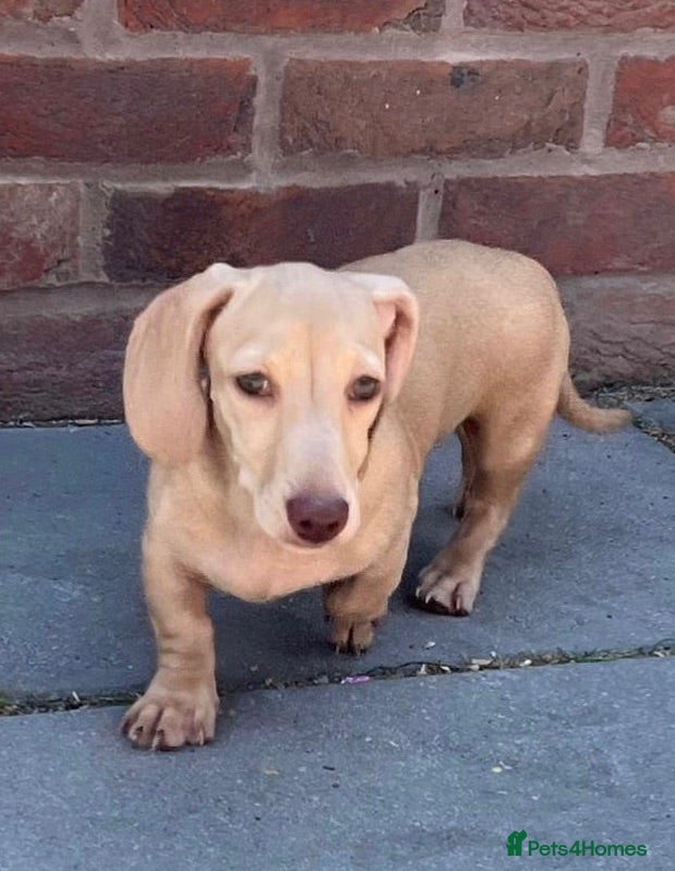 Miniature Dachshund dogs 1 beautiful cream Miniature Dachshund girl - Advert 1