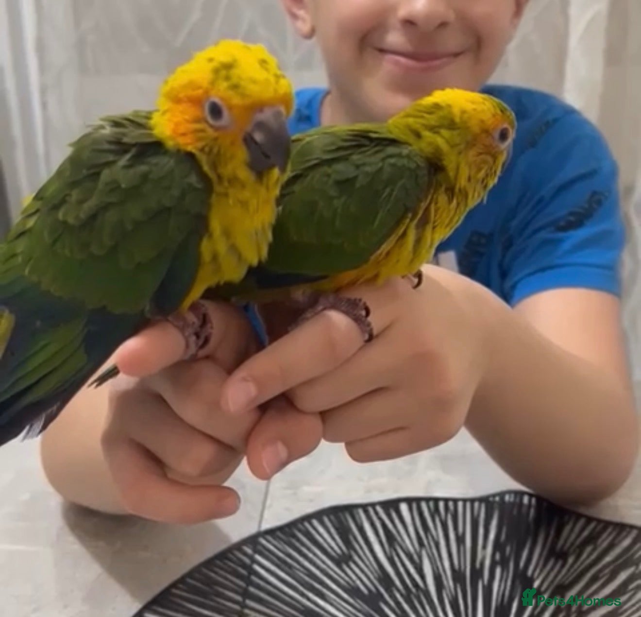 Ringnecks birds  Baby Ringnecks and Conures - Advert 11