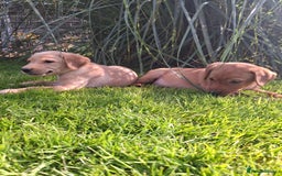 Labrador Retriever dogs for sale: Red 5th generation pedigree labrador  - Image 5