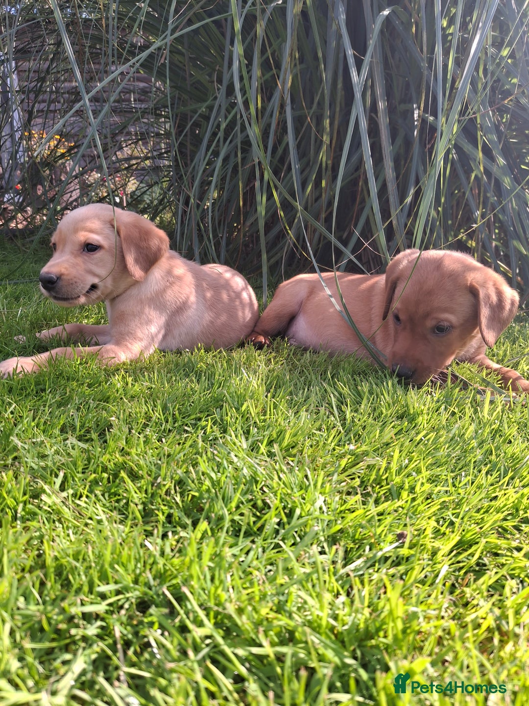 Labrador Retriever dogs for sale: Red 5th generation pedigree labrador  - Image 5