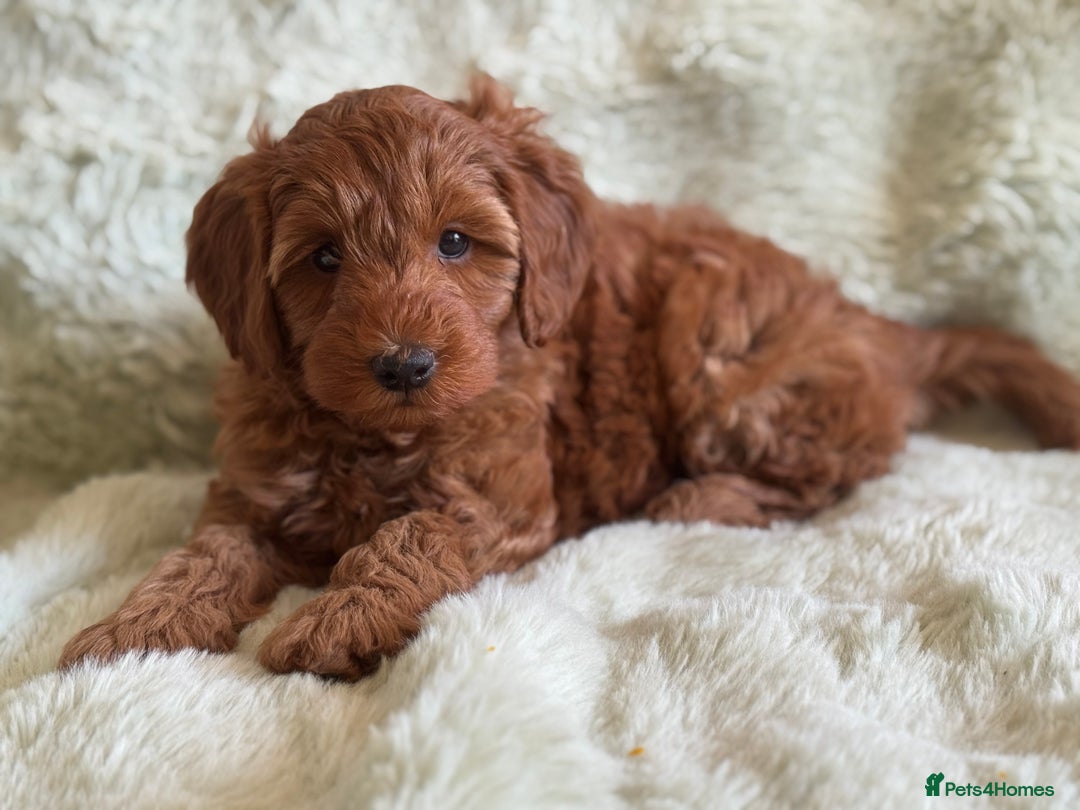 Cockapoo dogs for sale: Gorgeous Cockerpoo F1b - Image 33