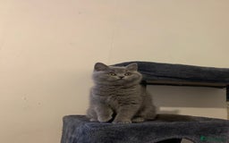 British Shorthair cats for sale: STUNNING BRITISH SHORTHAIR KITTENS  - Image 12