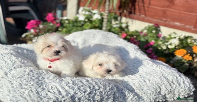 Maltese dogs - Advert 9