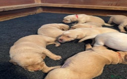 Labrador Retriever dogs for sale: Labrador Retrievers For Sale - Image 3