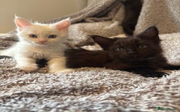 Maine Coon cats for sale: Purebred GCCF Maine Coon kittens - Image 3