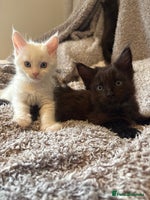 Maine Coon cats - Advert 3