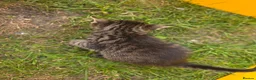 Mixed Breed cats for sale: The little kittens are looking for new homes. - Advert 5