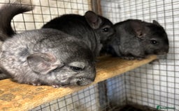 Chinchilla rodents for sale: Male and female chinchillas. - Image 7
