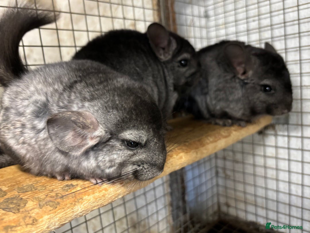 Chinchilla rodents for sale: Male and female chinchillas. - Image 7