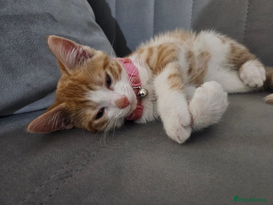 British Shorthair cats for sale: Ginger tabby cat - Image 1