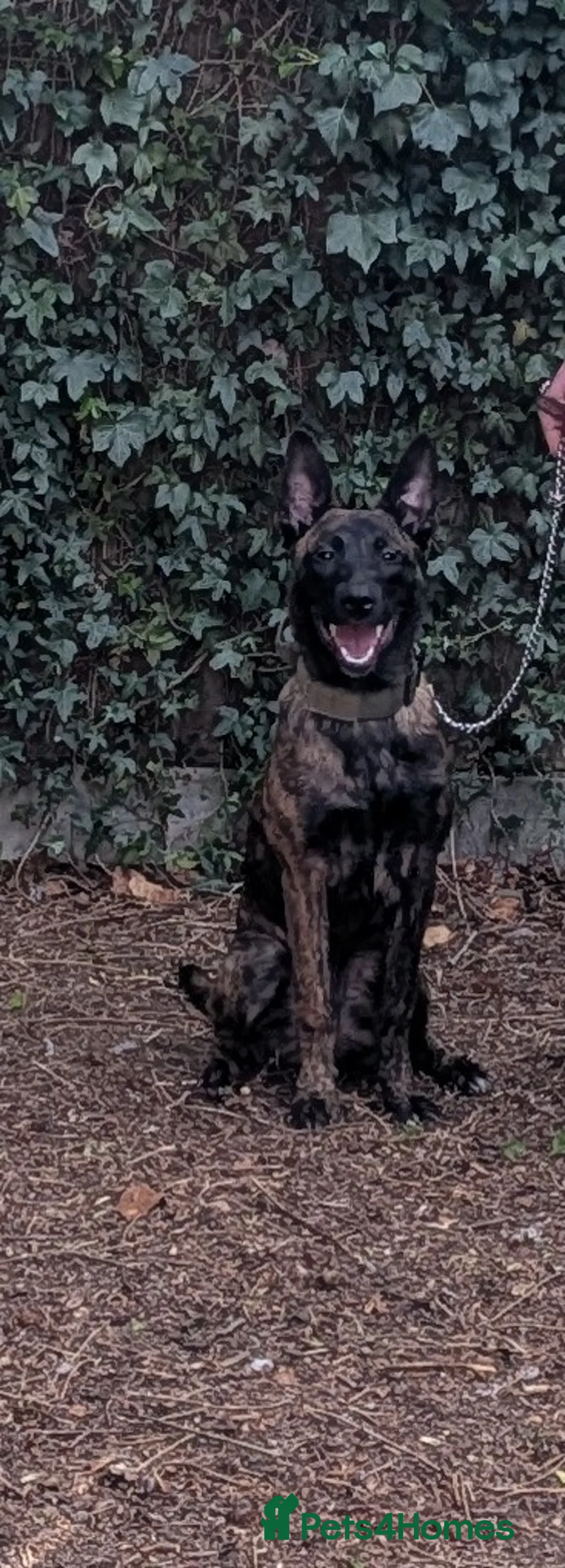 Belgian Shepherd Dog dogs for sale: belgian malinois 6 months old in Horsham - Advert 1