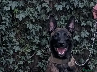 Belgian Shepherd Dog dogs belgian malinois 6 months old - Advert 6
