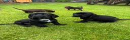 Mixed Breed dogs for sale: Dachshund x Cocker spaniel - Advert 5
