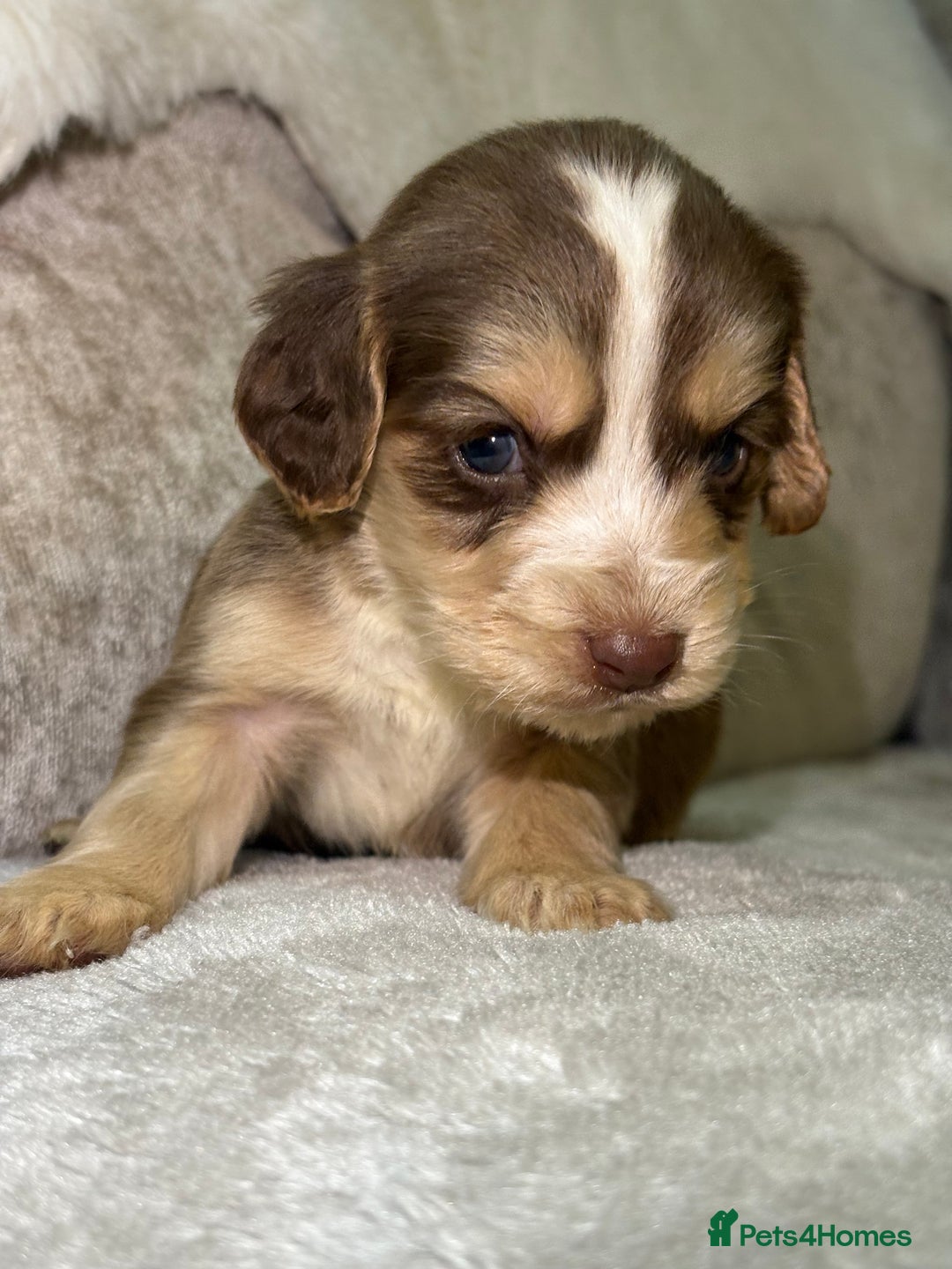Cocker Spaniel dogs for sale: Stunning cocker spaniel puppies - Advert 27