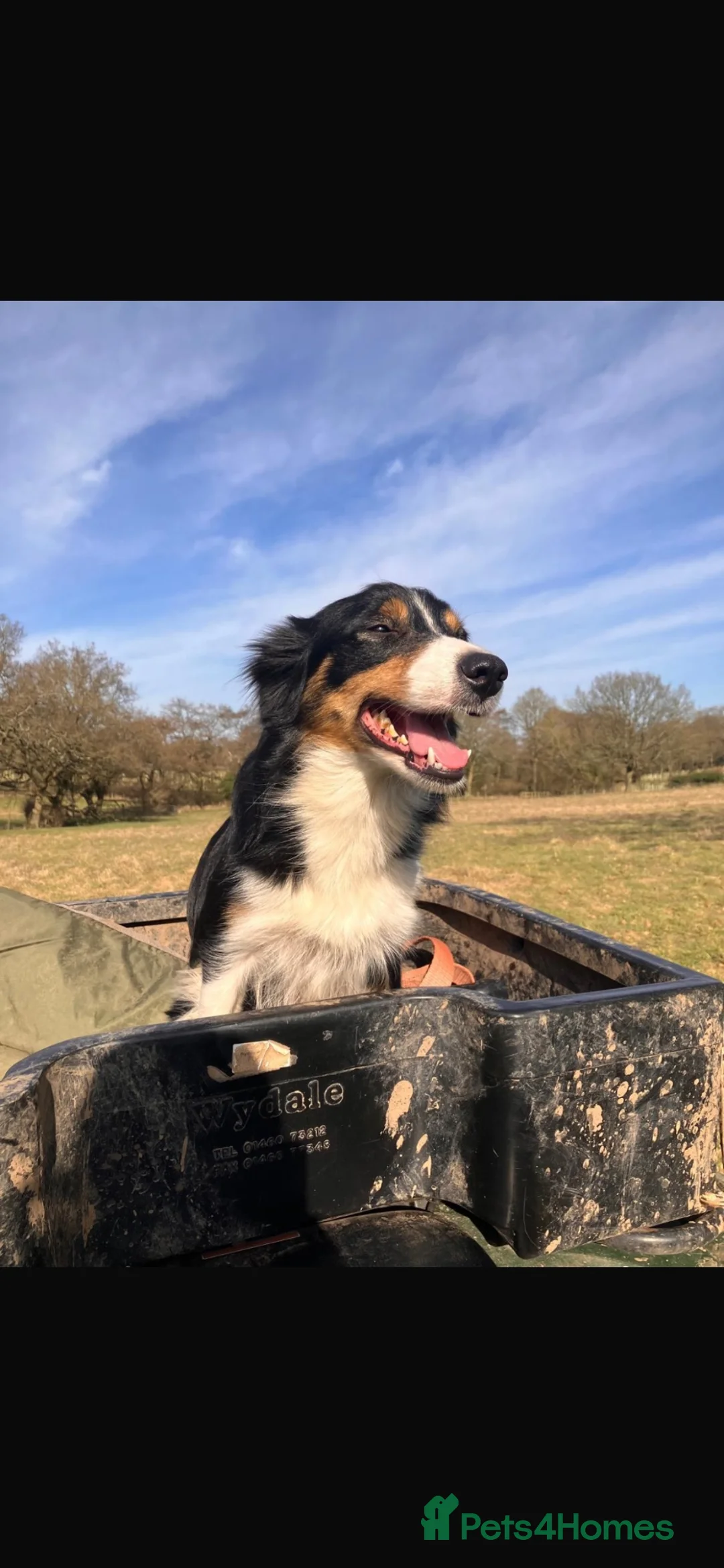 Border Collie dogs for sale: Gorgeous litter of border collie puppies  - Advert 5