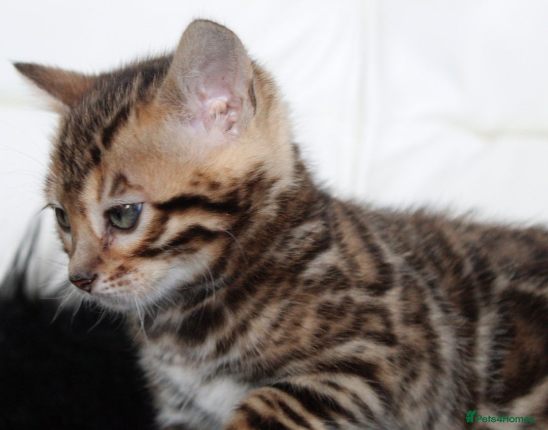 Bengal cats for sale: Stunning bengal kittens - Image 10