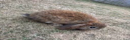 Mini Lop rabbits for sale: Mixed Mini Lop Rabbits - Advert 6