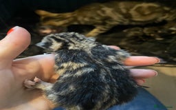 Bengal cats for sale: 9 BENGAL RAGDOLL X KITTENS - Image 12