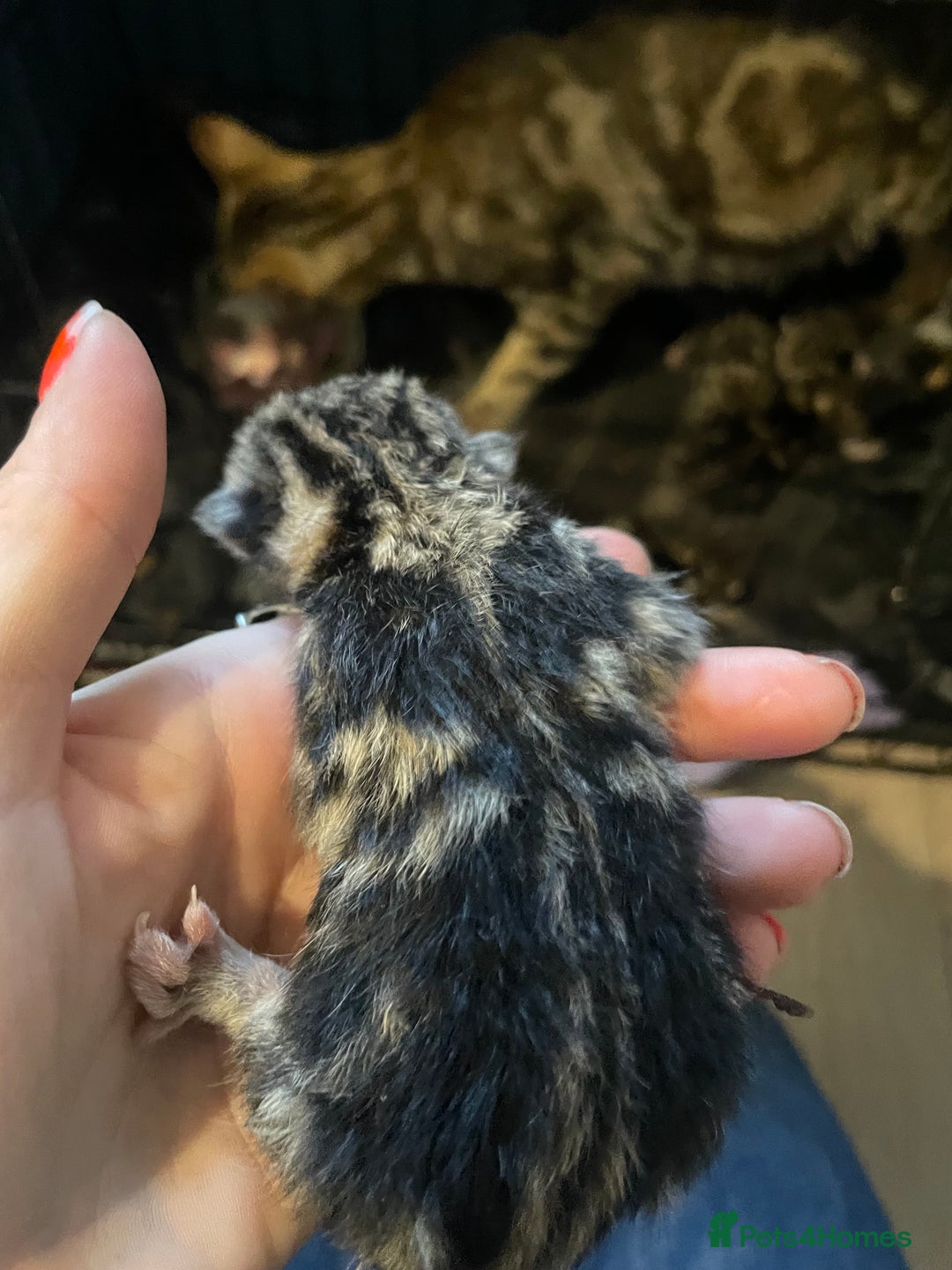 Bengal cats for sale: 9 BENGAL RAGDOLL X KITTENS - Image 12