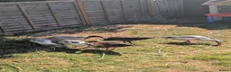 Ducks poultry for sale: Indian runner ducks  in Brackley - Advert 6