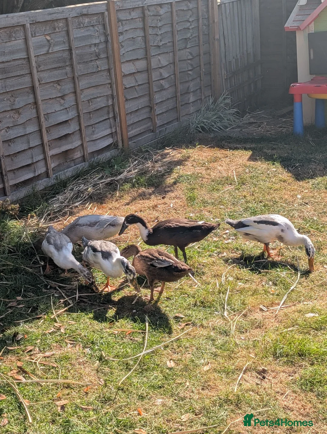Ducks poultry for sale: Indian runner ducks  in Brackley - Advert 6