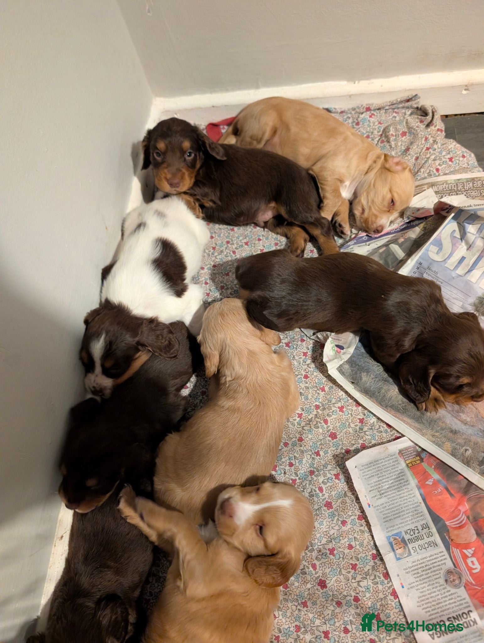 Cocker Spaniel dogs 1 Working cocker spaniel puppies 2 girl 2 boy - Advert 14
