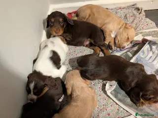 Cocker Spaniel dogs 1 Working cocker spaniel puppies 2 girl 2 boy - Advert 14